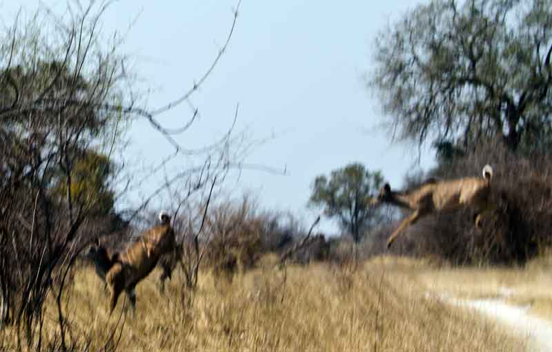 194 - Namibia - antilopes Kudu saltando - parque nacional de Bwabwata